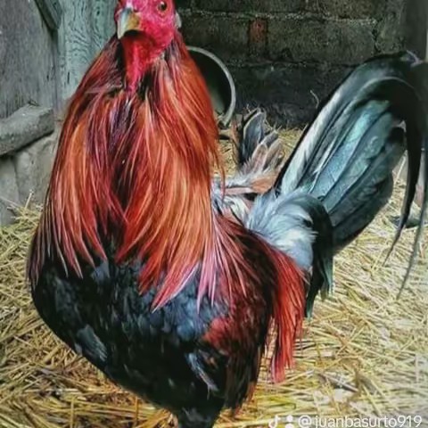 El gallo Guerrero