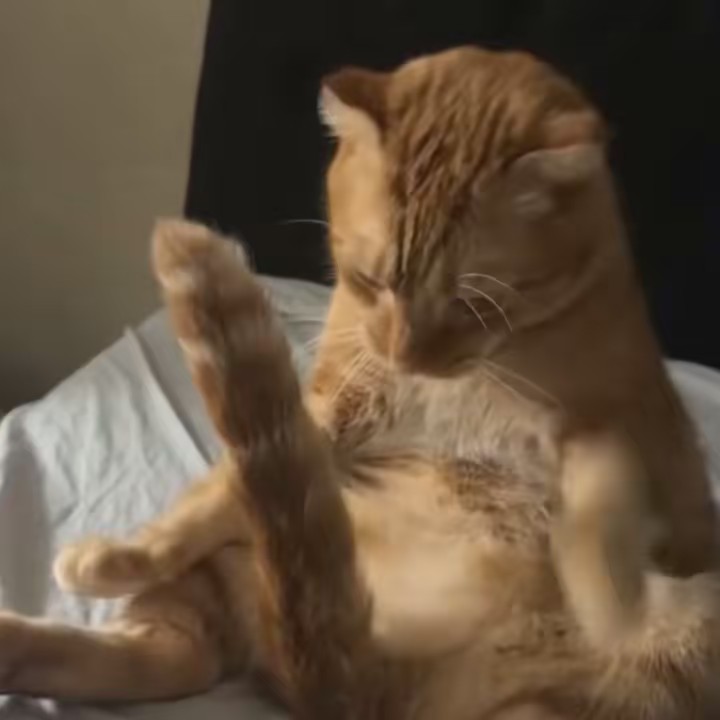 Carpetmunch35 🌴🐈