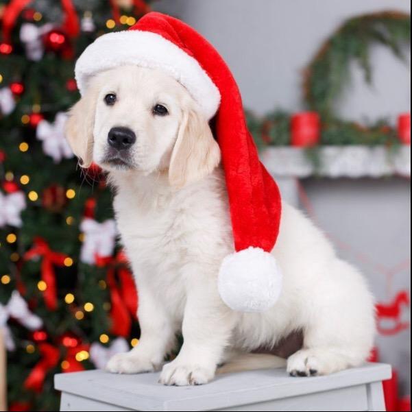 Get ready for Xmas!!!