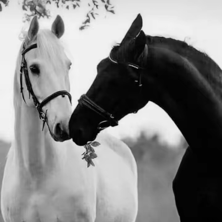 Dr. Nuha Ahmed Khalifa