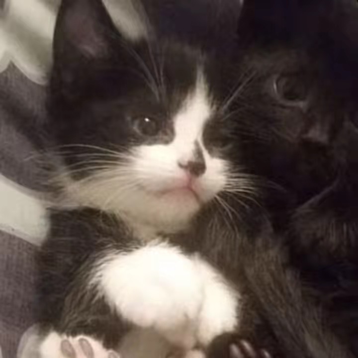 💗☆~Alice~☆🤍