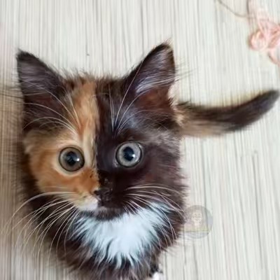 коте полукровка✭