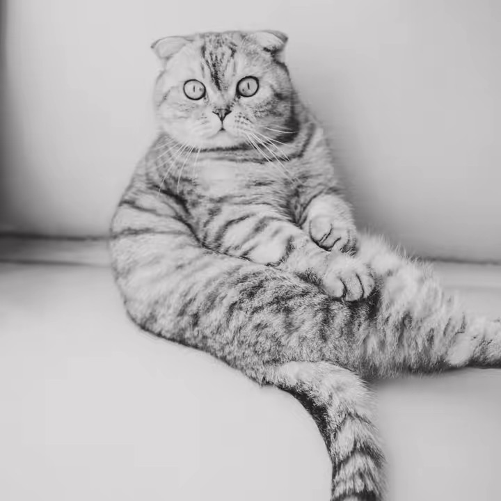 cat-Ludwig 🧔🏻👩🏼 🐈‍⬛