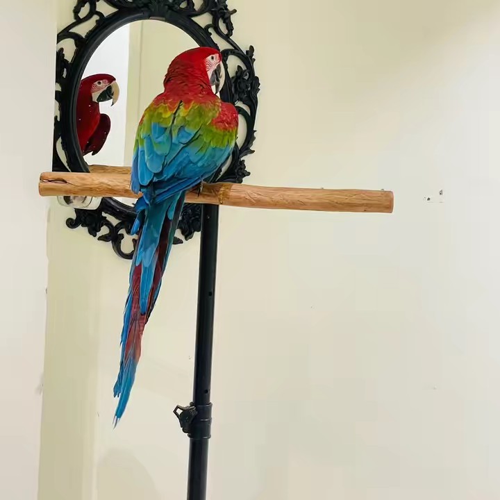 محمية سحاب لطيورالزينة🦜🕊️