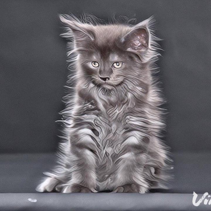 Tassel Ears Maine Coon Cattery