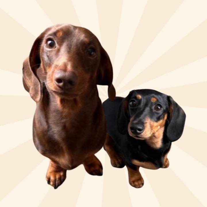 ferro_majo_dachshunds