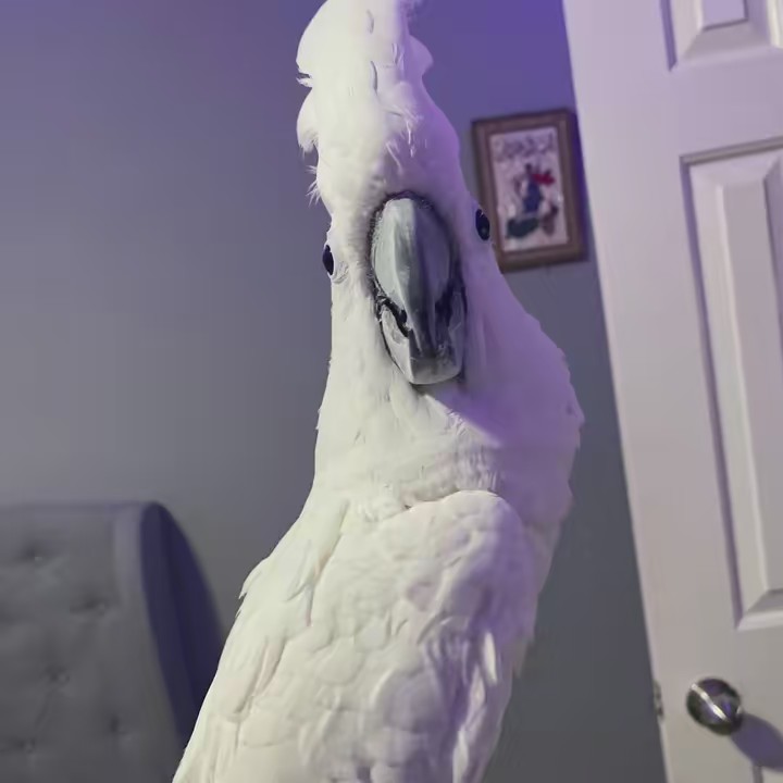 Petra’s barber shop