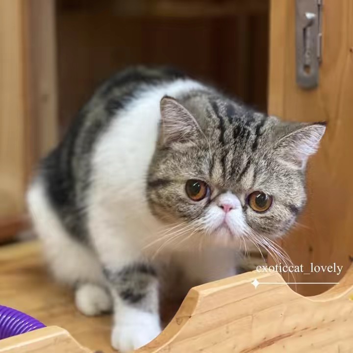 ฟาร์มแมวเอ็กโซติก Exoticlovely