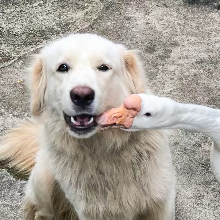 ถุงพะโล้ใส่กะทิ