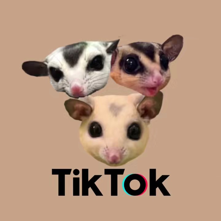 พี่โค่น้องโมะชูก้าร์ไกลเดอร์🐿