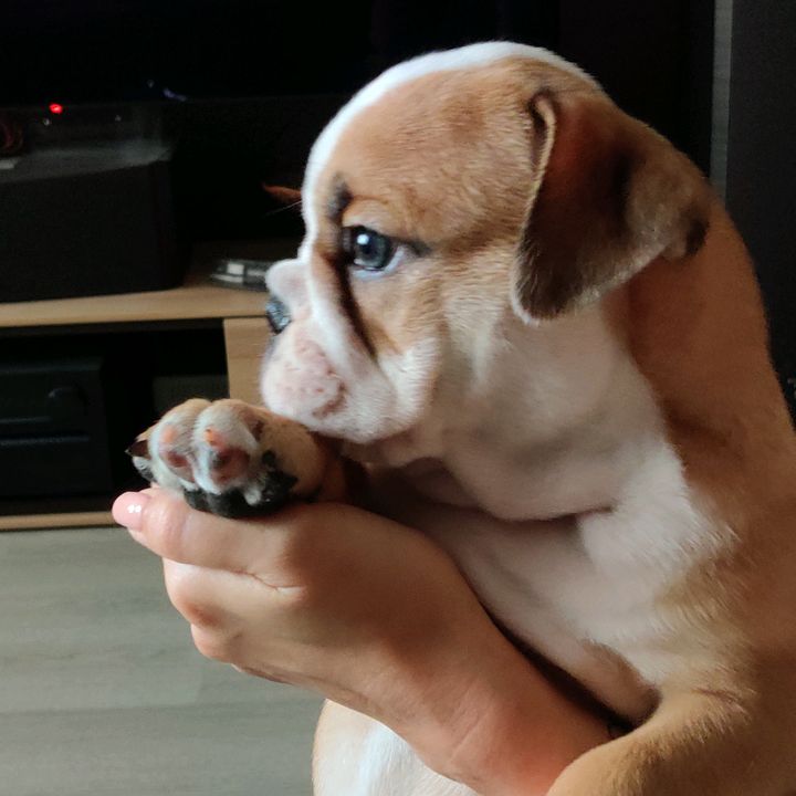 Лёлик - английский бульдог