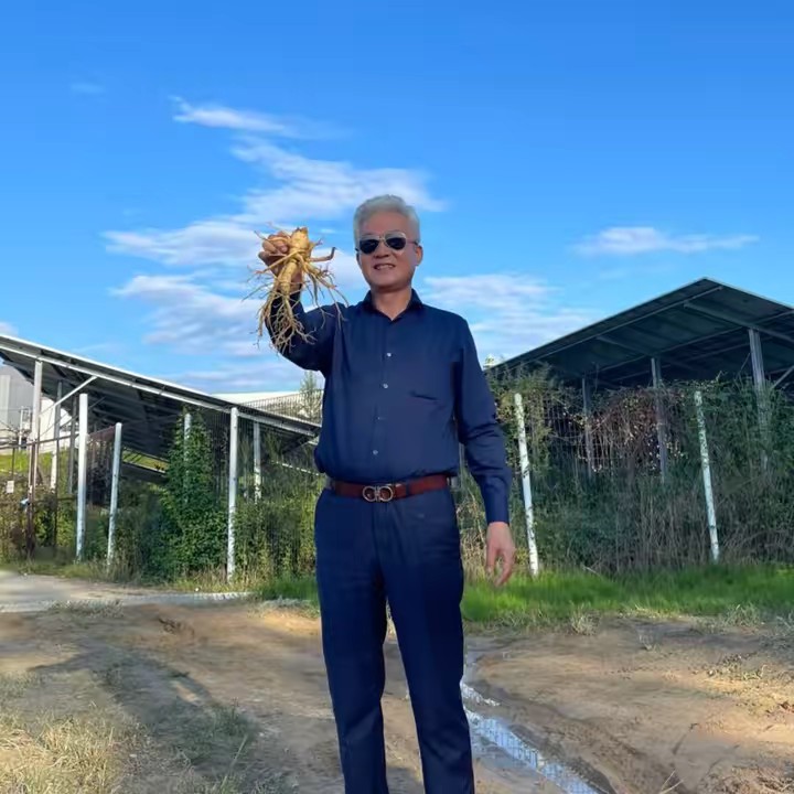 Nông Trại Nhân Sâm Hàn Quốc