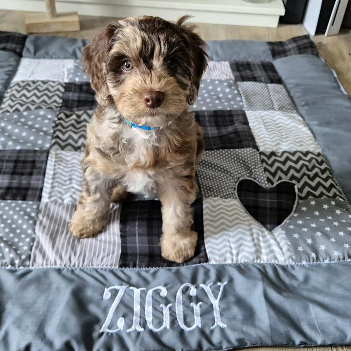 Ziggy