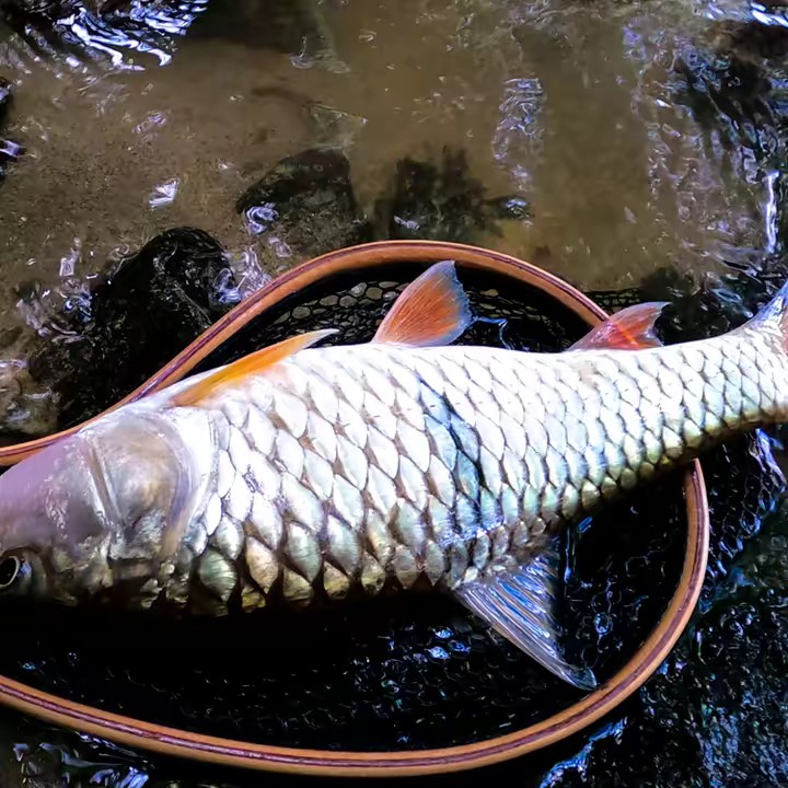 TIKTOK_BARANG_PANCING