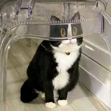 แมวดำเสิร์ฟวาย