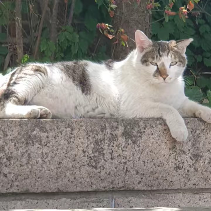 함보자라이브(경매 방송)