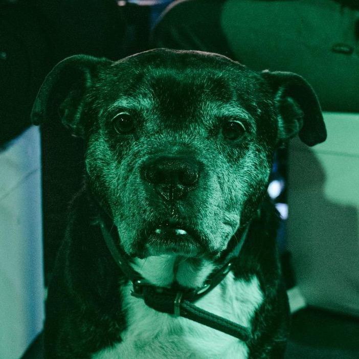 Ra?l Perrito Unboxing