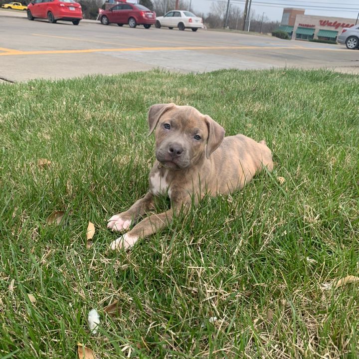 The pitty Piston Ray