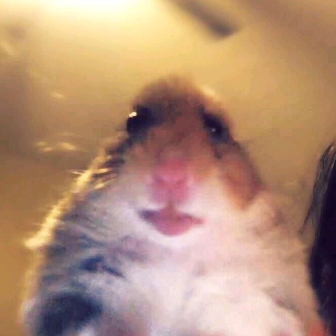 ⬇️МЕМНЫЙ КРОЛИК⬇️