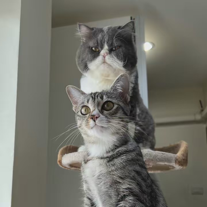 โยชิครับอั่งเปาค่ะ