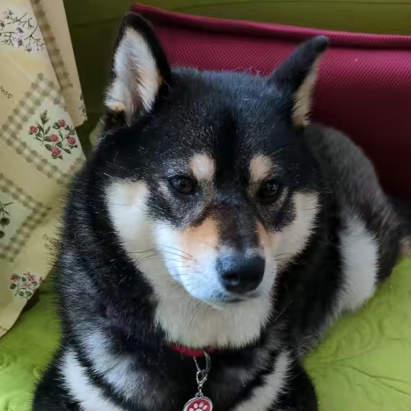 なおっちとリリィちゃん🐶