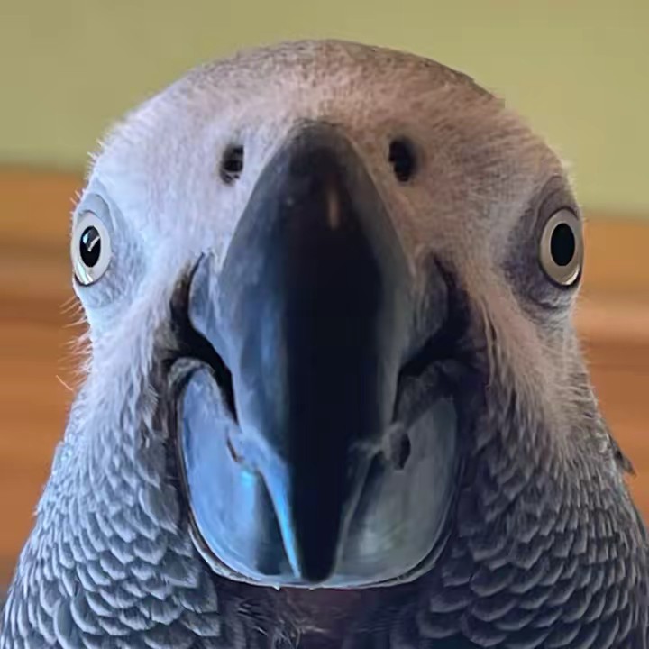 Apollo and Frens