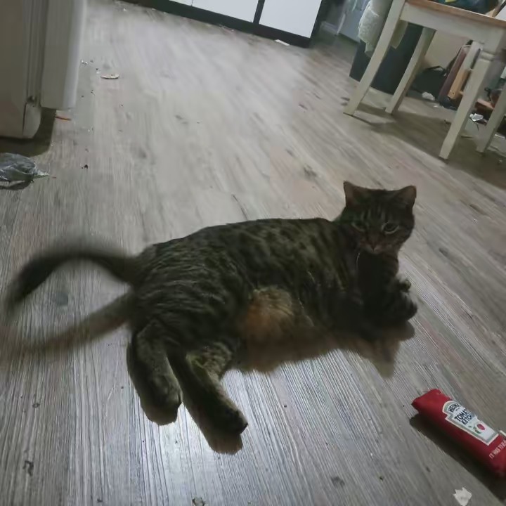 BRAELEE Paullina lit