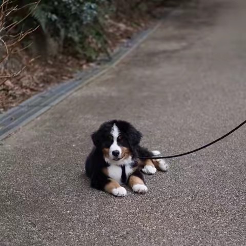 バーニーズのろい🐾