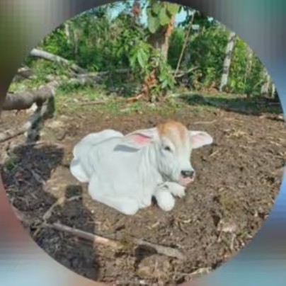 🌹🙊ylselaldana 🇬🇹