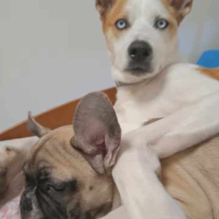 Blue y Kodi❤️🥰❤️🥰