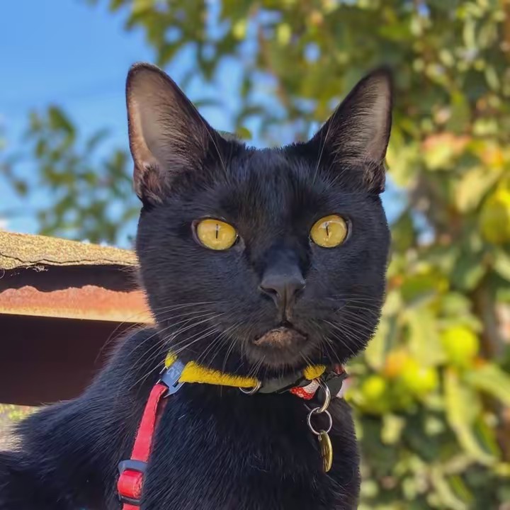 Totoro & Holly Cat Content UGC