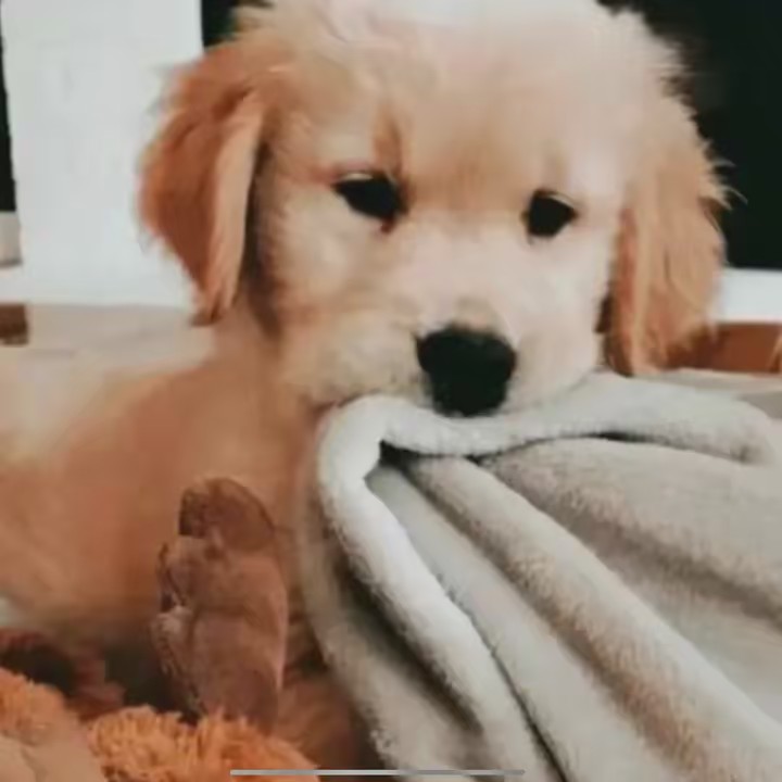 🧋char please notice me🧋