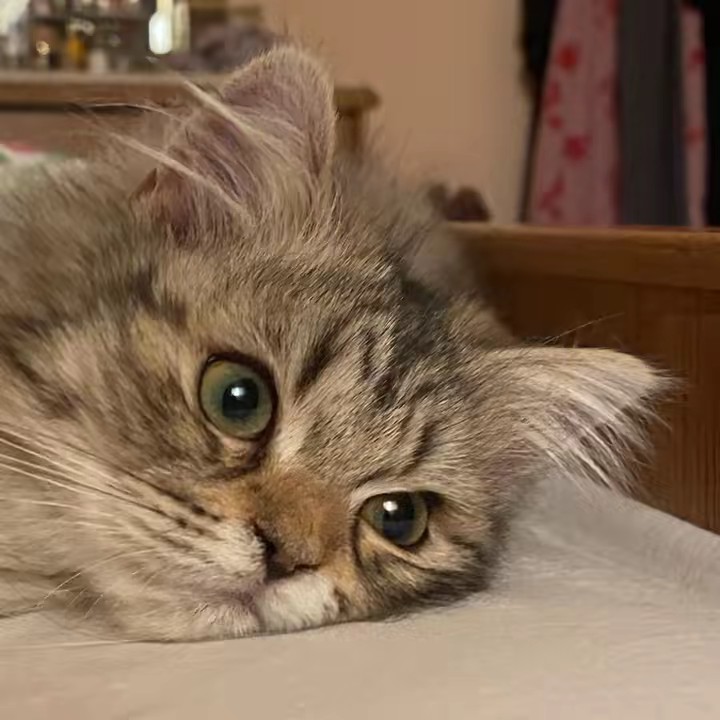 The beautiful creature🐾