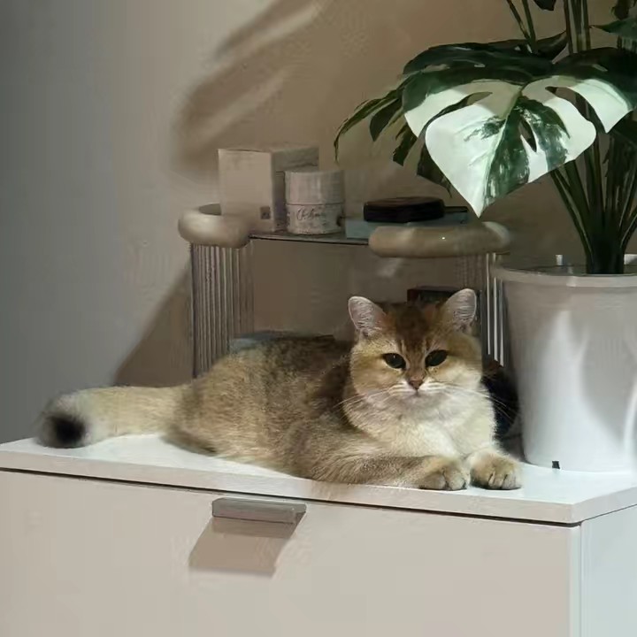 ผ่องศรี by BAMI