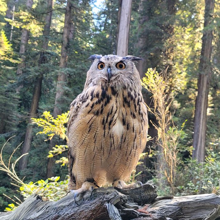Nicodemus the Owl