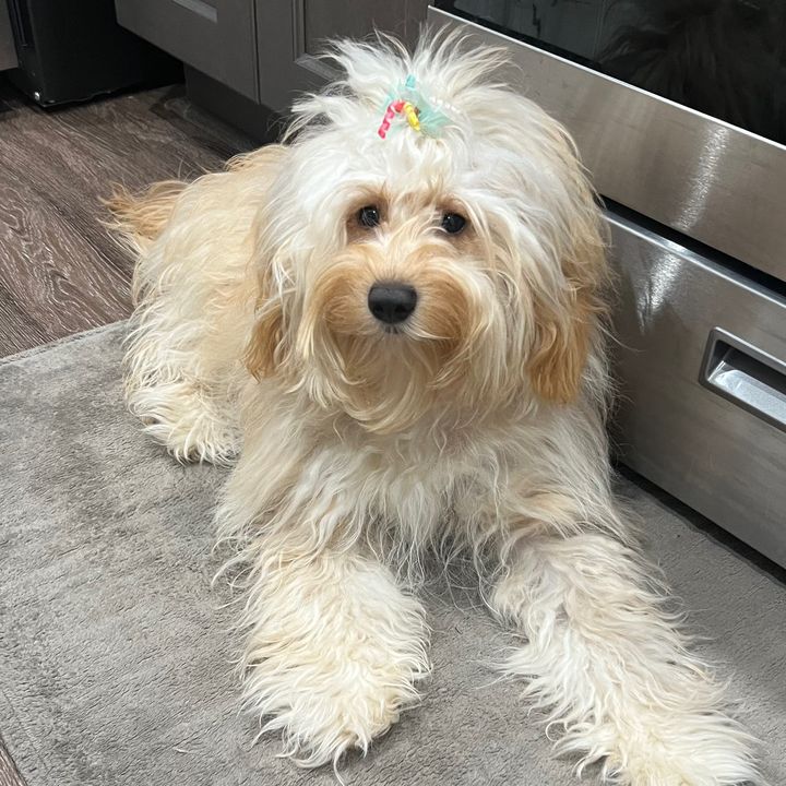 Nala The Doodle 🐶🩷