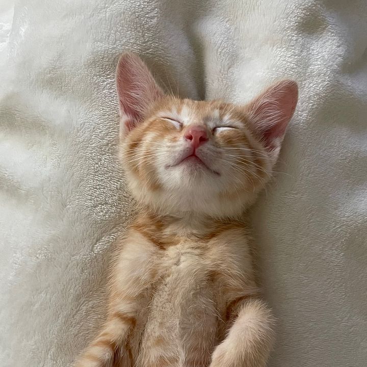 プリンシパル🍮