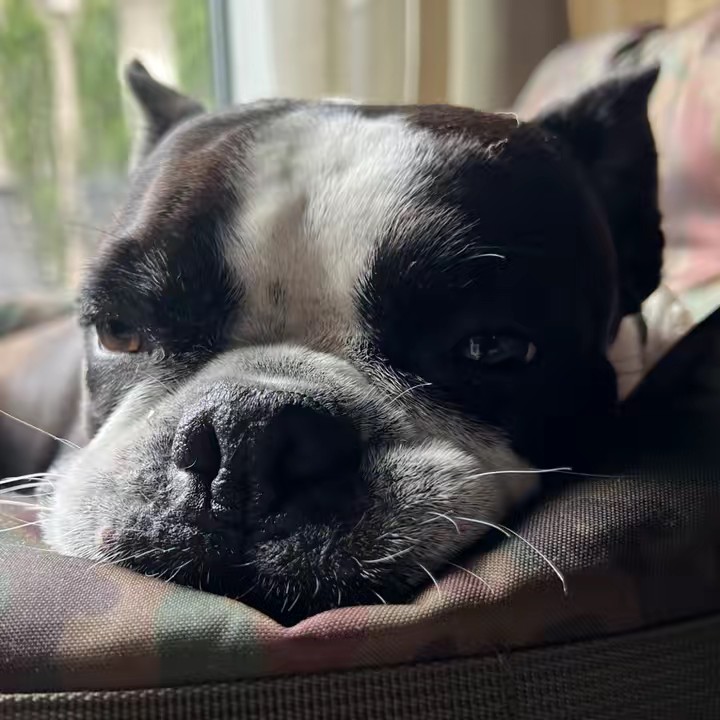 魔女めぐみの愛犬🍉🥴