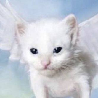 🌈⭐️ - angle cat