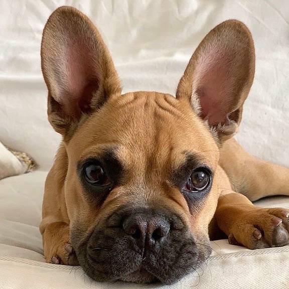 Buzz.thefrenchbulldog