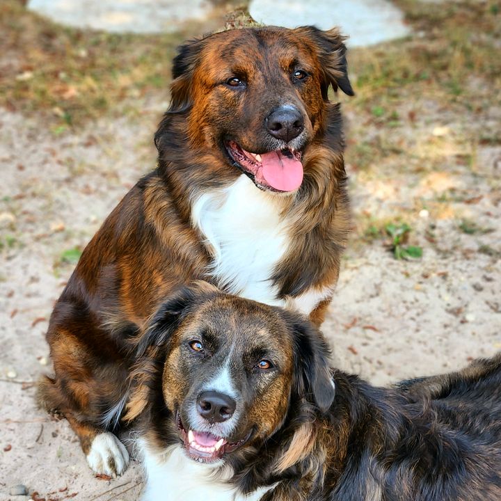 ✨️ Ringo and Penny Lane ✨️