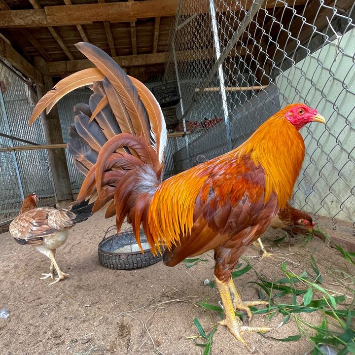 ស្តេចSweater2