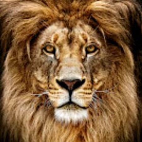 🦁Madalina leoaica🦁