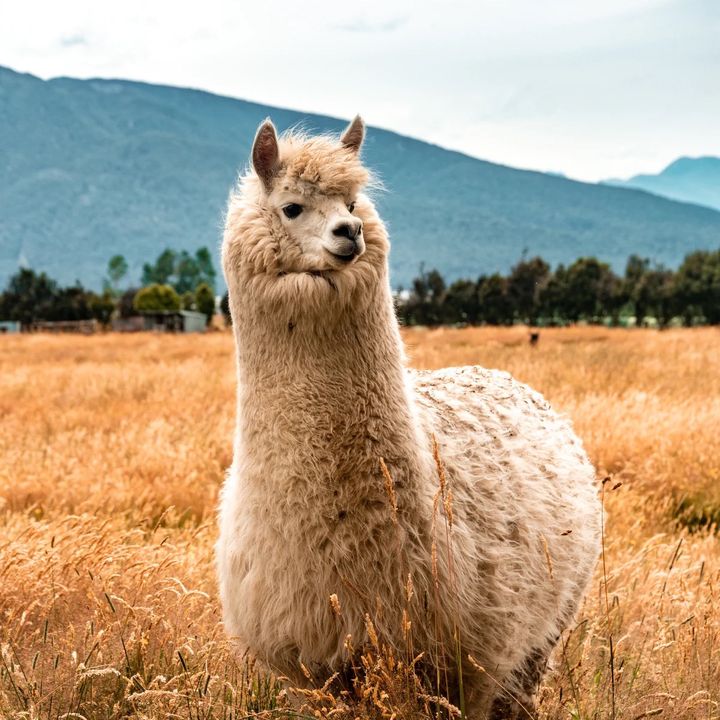 reddit.drama.llama.mama