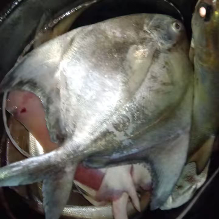 cucu cecet walid🤣